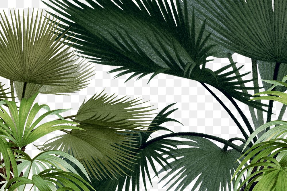 PNG Vintage jungle, transparent background