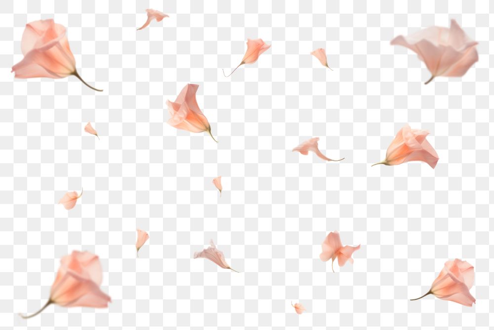 PNG Floating flower petals effect, transparent background