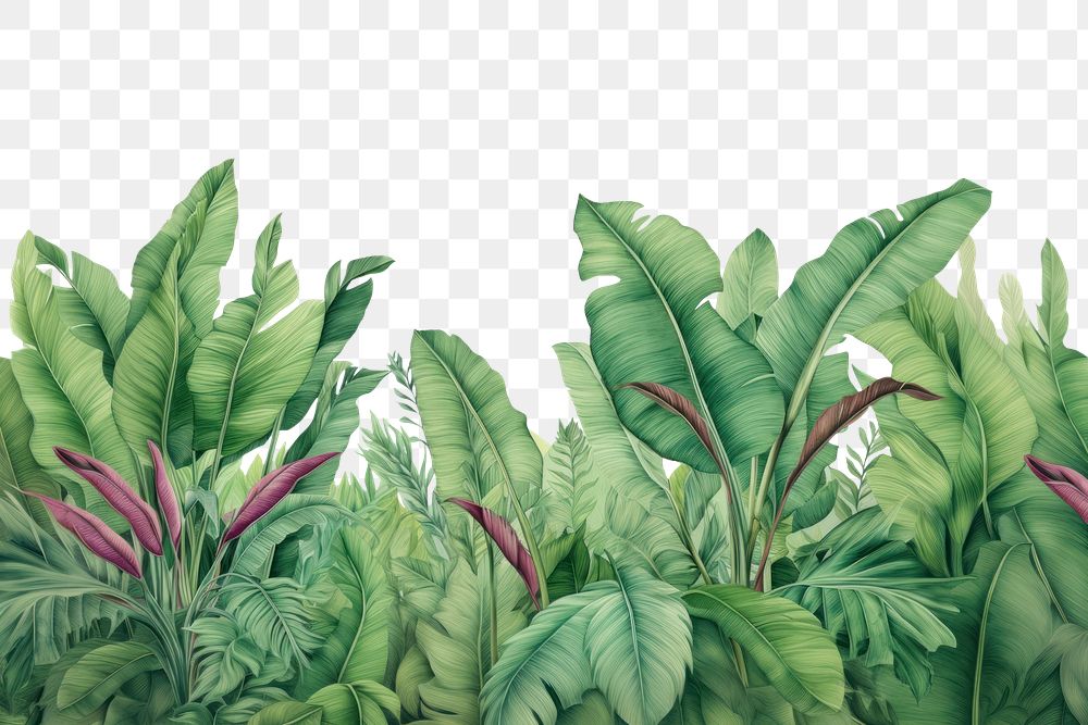 PNG  Banana leaf plant backgrounds outdoors. AI generated Image by rawpixel.