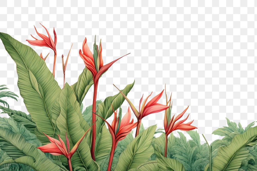 PNG  Moth flower plant backgrounds. AI generated Image by rawpixel.