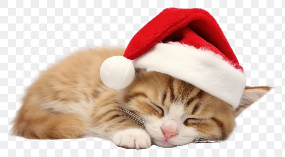 PNG  Cat wearing santa hat sleeping mammal animal