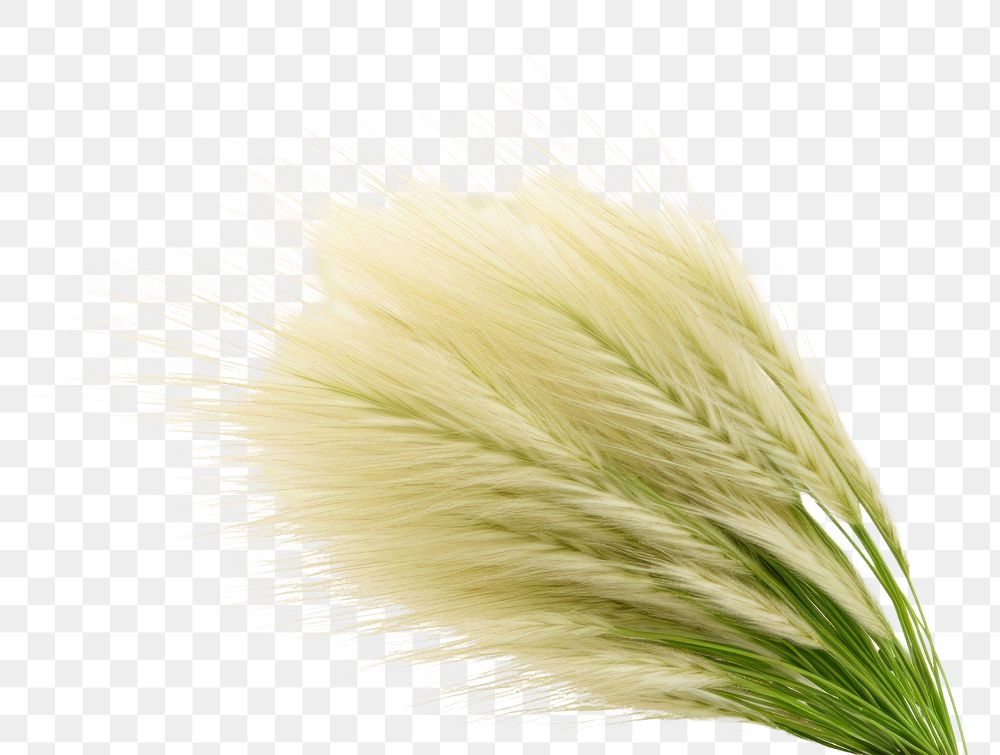 PNG  Feather Reed grass plant reed white background. AI generated Image by rawpixel.
