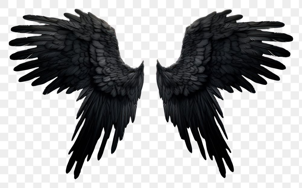 PNG  Black feather angel wings bird white background blackbird. AI generated Image by rawpixel.
