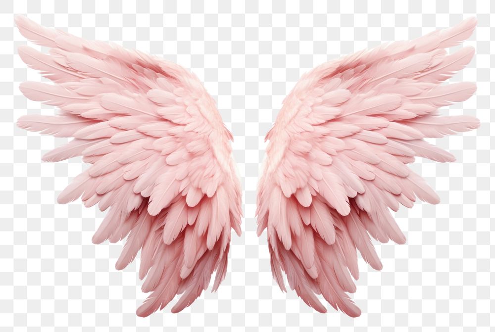 PNG  Pastel pink feather angel wings bird white background fragility. AI generated Image by rawpixel.