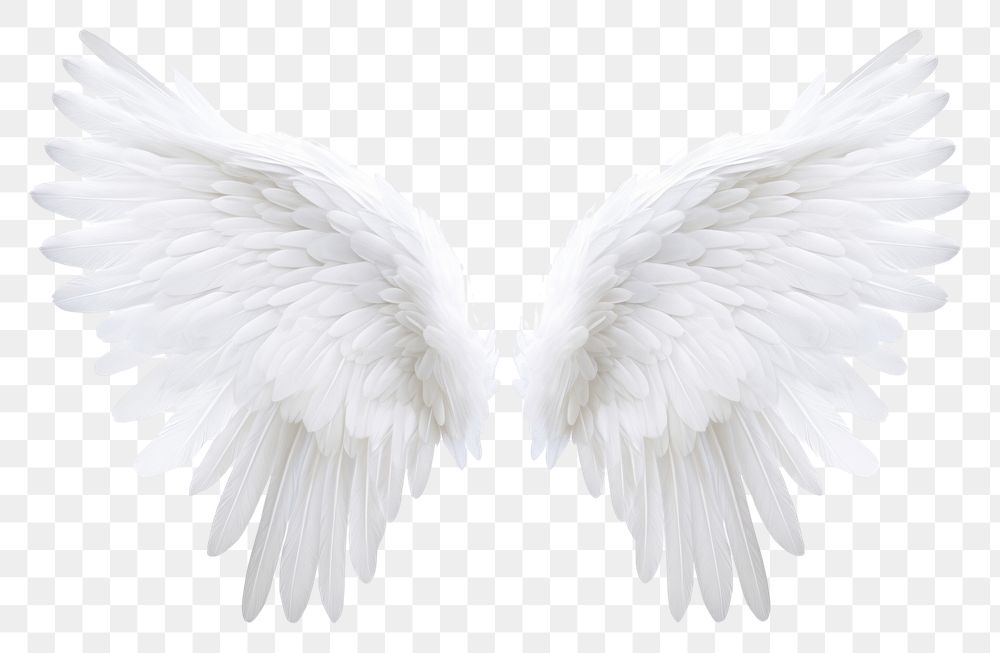 PNG  White feather angel wings bird white background archangel. AI generated Image by rawpixel.