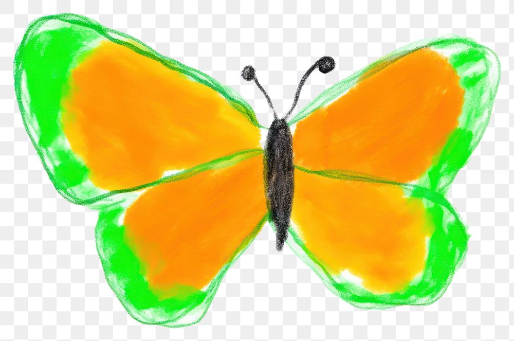 PNG  Butterfly drawing animal insect. AI generated Image by rawpixel.
