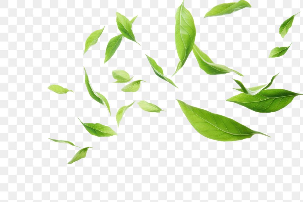 PNG  Green tea leaves flying in the air green backgrounds plant