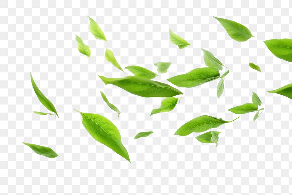 PNG  Green tea leaves flying in the air green backgrounds plant. AI generated Image by rawpixel.
