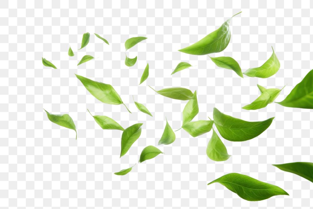 PNG  Green tea leaves flying in the air plant green leaf. AI generated Image by rawpixel.