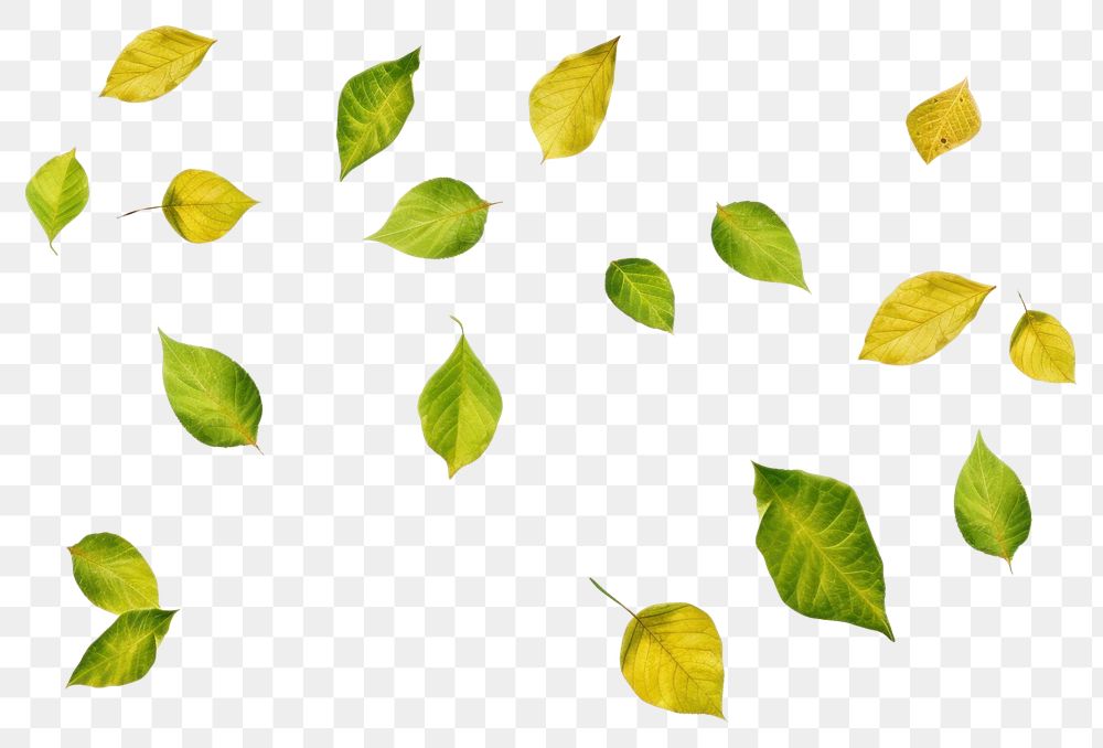 PNG  Green leaves floating in the air backgrounds plant green. AI generated Image by rawpixel.