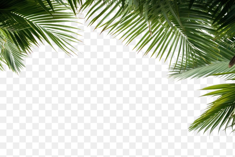 PNG  Palm tree frame backgrounds sunlight outdoors. AI generated Image by rawpixel.