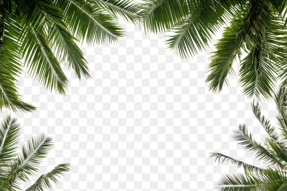 PNG  Palm tree frame backgrounds sunlight outdoors