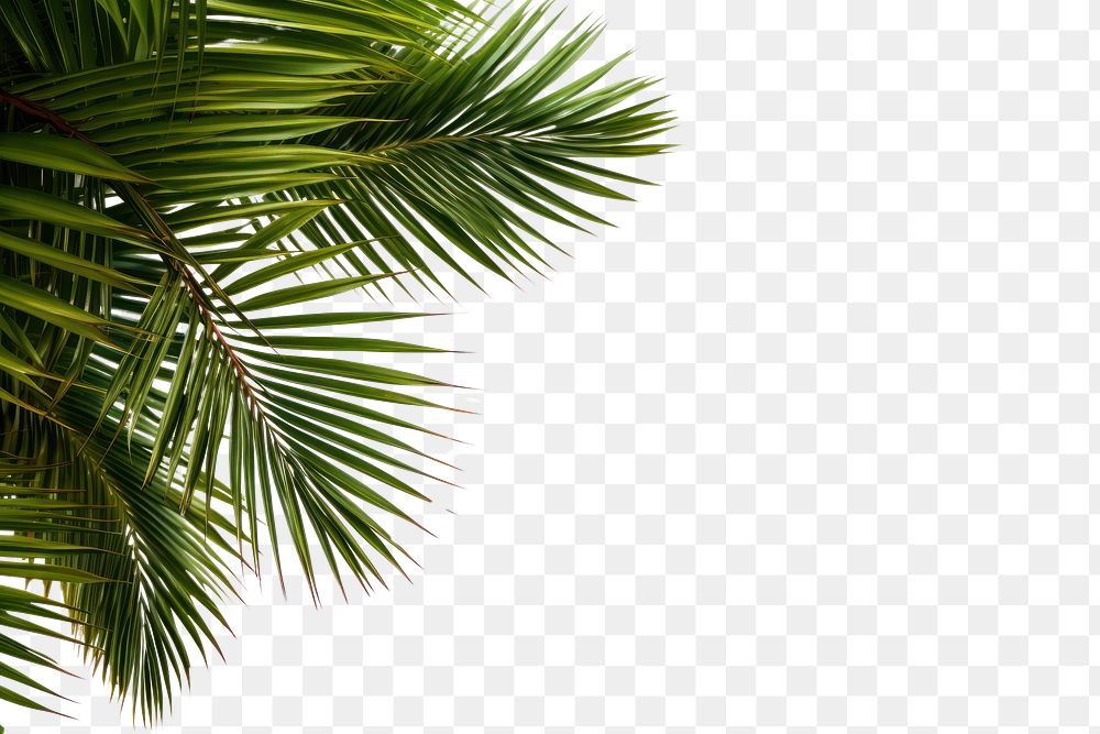 PNG Palm tree frame backgrounds | Premium PNG - rawpixel