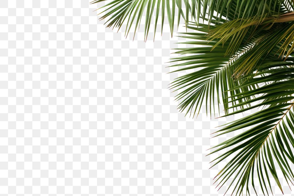 PNG  Palm tree frame backgrounds outdoors nature
