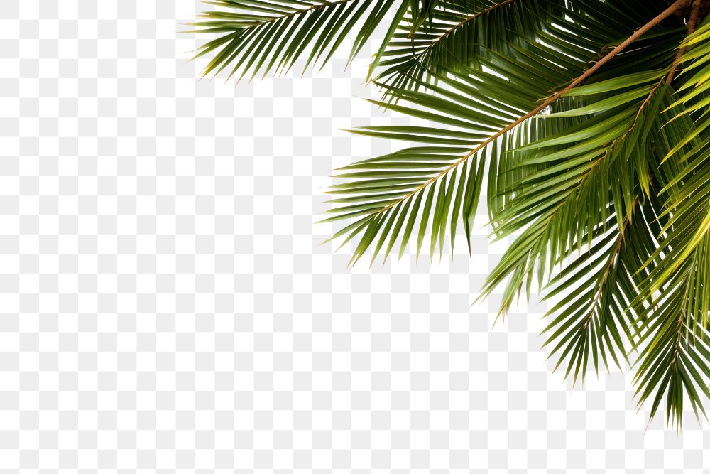 PNG  Palm tree frame backgrounds outdoors nature. AI generated Image by rawpixel.