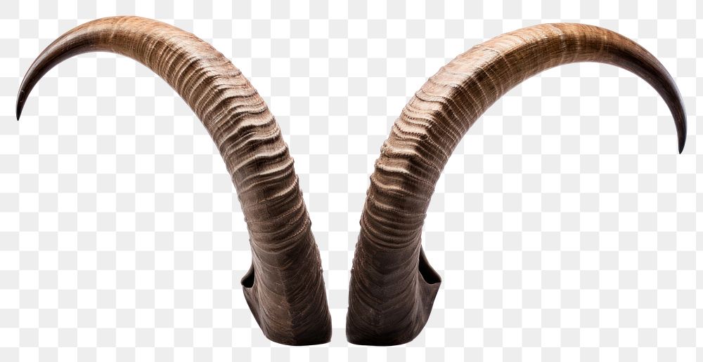 PNG  Antelope horn white background bighorn mammoth. AI generated Image by rawpixel.