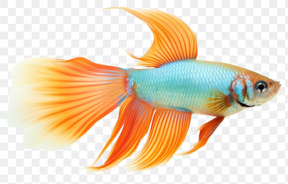 PNG Guppy goldfish animal white background. AI generated Image by rawpixel.