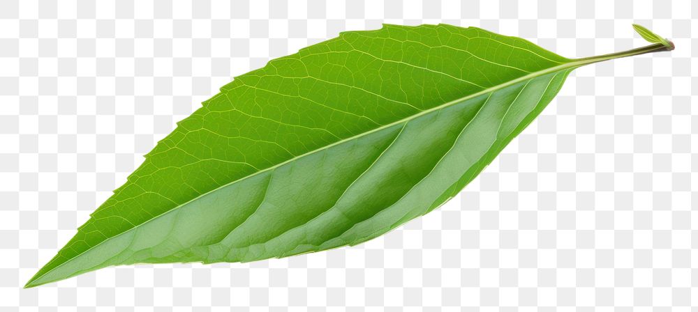PNG Tea leaf plant freshness fragility. AI generated Image by rawpixel.