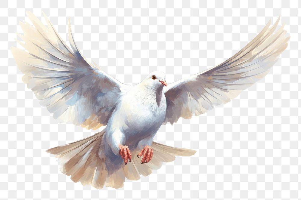 PNG White pigeon flying animal bird wildlife. 