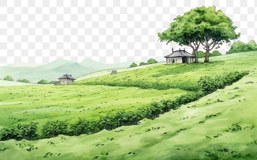 PNG Tea plantation architecture landscape grassland