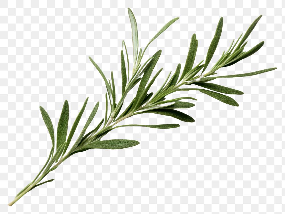 PNG  A Rosemary leaf herbal herbs rosemary plant