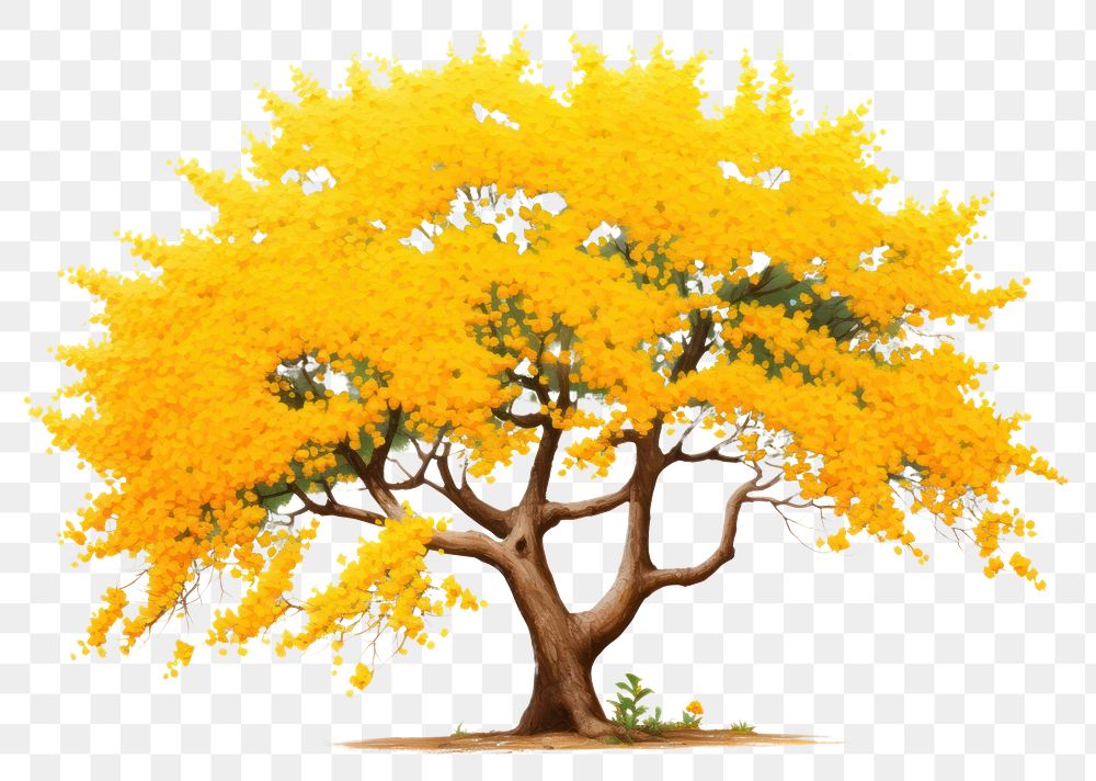 PNG  A small Ratchaphruek tree is blooming bright yellow outdoors plant maple. AI generated Image by rawpixel.