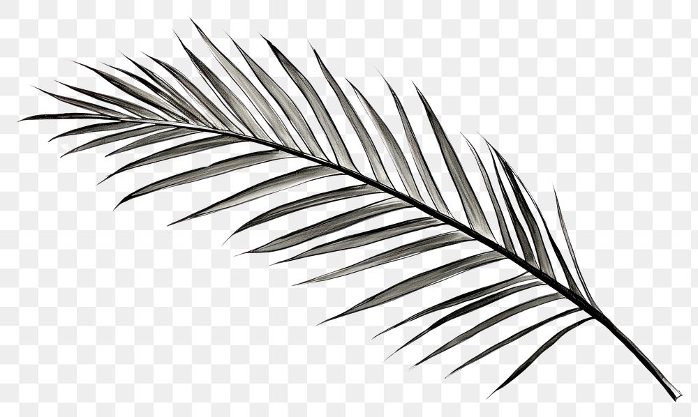 PNG Palm leaves drawing plant leaf. AI generated Image by rawpixel.