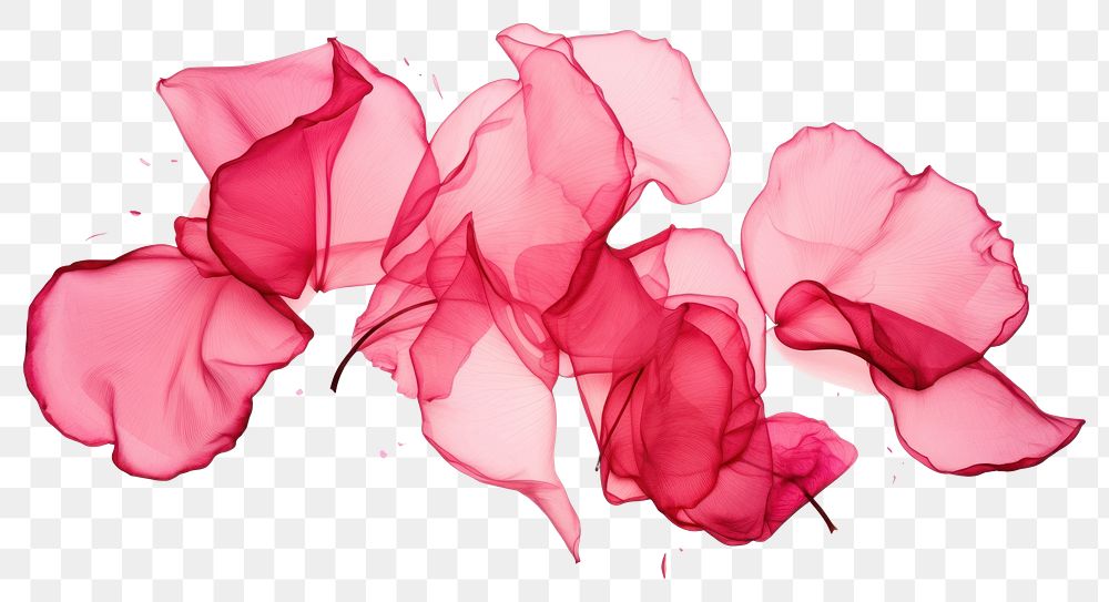 PNG Rose petals rose drawing plant. AI generated Image by rawpixel.