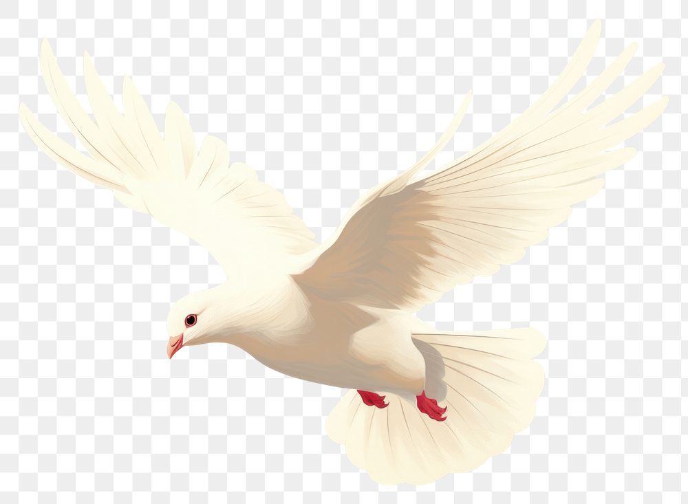 PNG White dove animal bird cockatoo. AI generated Image by rawpixel.
