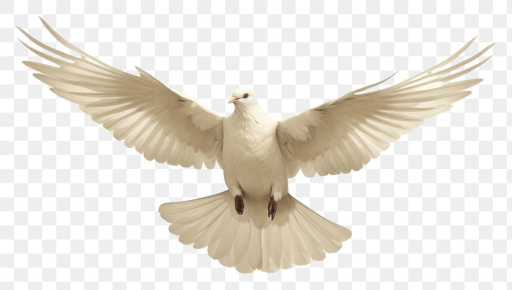 PNG White dove animal bird wildlife