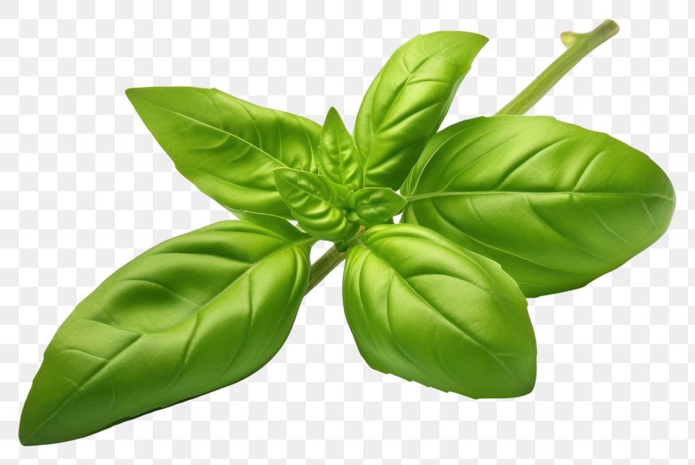 PNG Basil plant green herbs. AI generated Image by rawpixel.