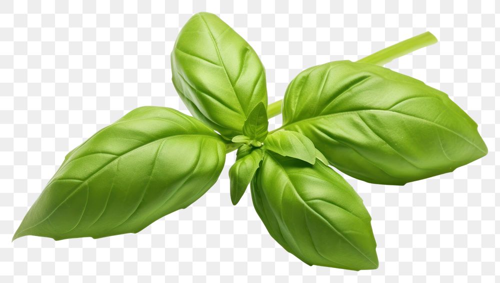 PNG Green basil sprig plant herbs food. AI generated Image by rawpixel.