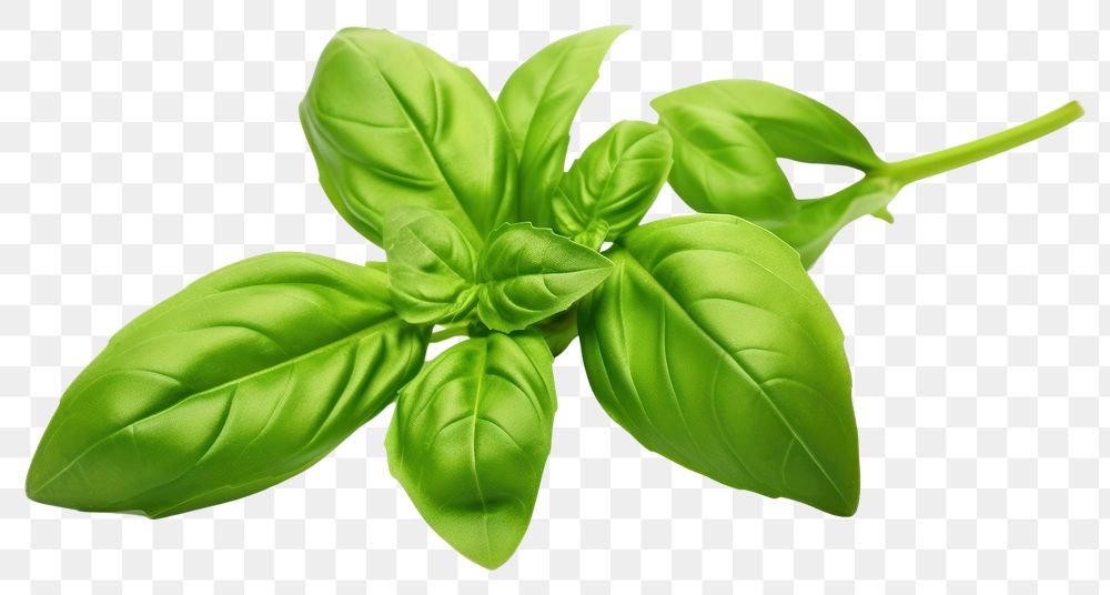 PNG Green basil sprig vegetable spinach plant. AI generated Image by rawpixel.