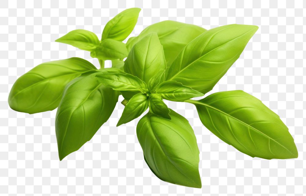 PNG Green basil sprig plant herbs leaf. AI generated Image by rawpixel.