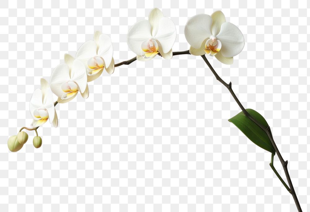 PNG Orchid with clean background flower plant inflorescence. AI generated Image by rawpixel.
