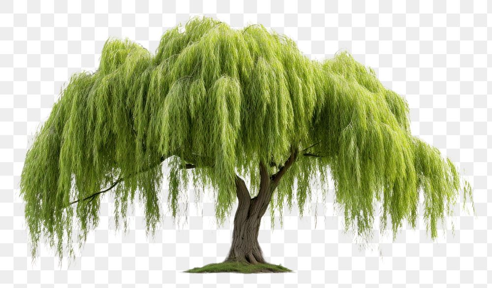 PNG Willow tree plant white background tranquility. AI generated Image by rawpixel.