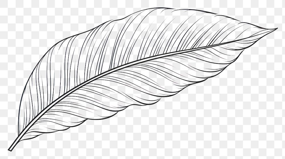 PNG  Botanical leaf sketch drawing plant. AI generated Image by rawpixel.