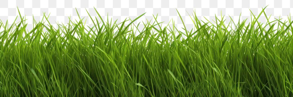 PNG Green grass field isolated backgrounds plant lawn. AI generated Image by rawpixel.