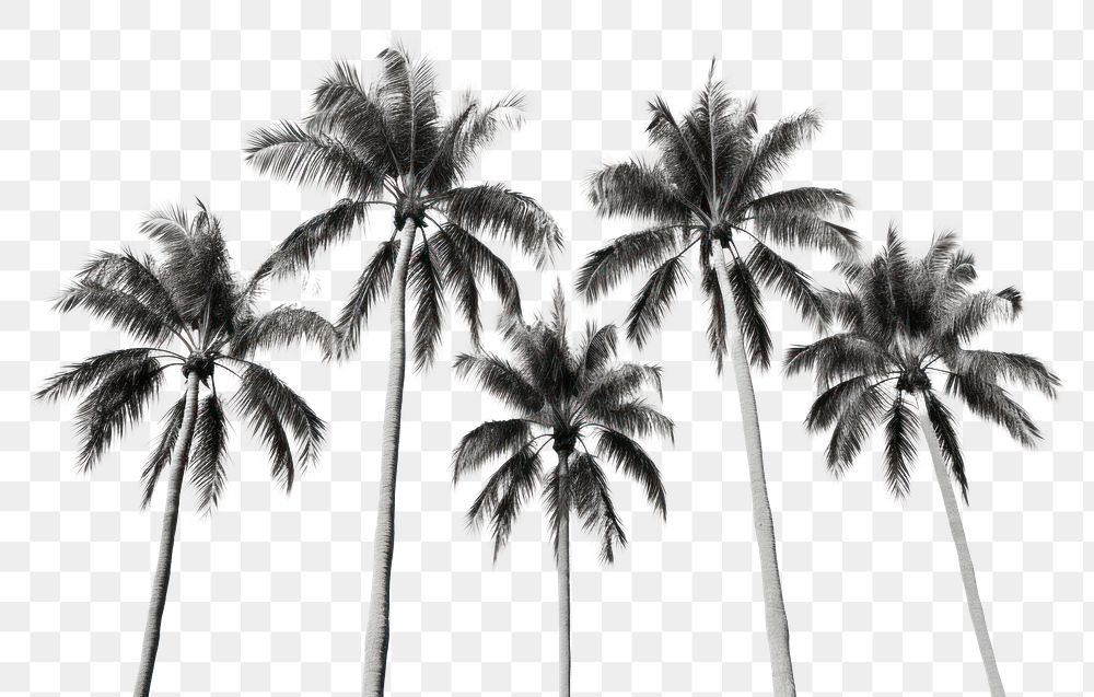 PNG Palm trees outdoors nature plant. AI generated Image by rawpixel.