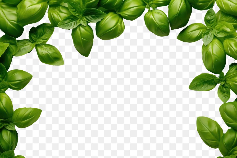 PNG  Basil backgrounds plant green. AI generated Image by rawpixel.