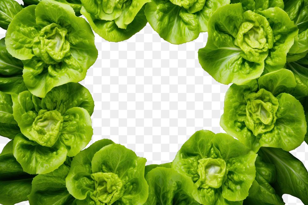 PNG  Lettuce vegetable outdoors nature. AI generated Image by rawpixel.