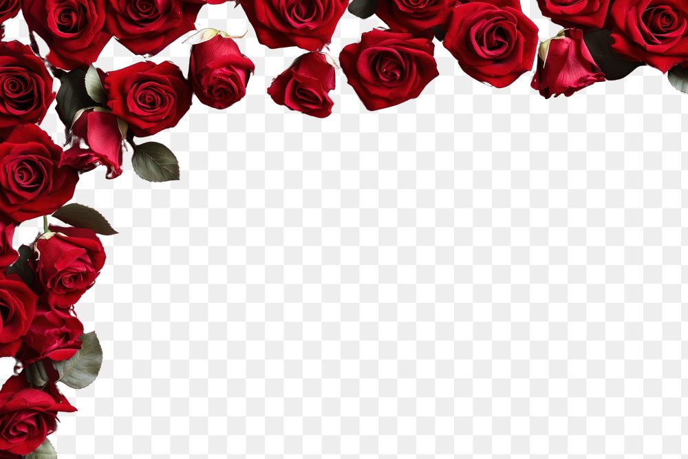 PNG  Red roses backgrounds flower petal. AI generated Image by rawpixel.