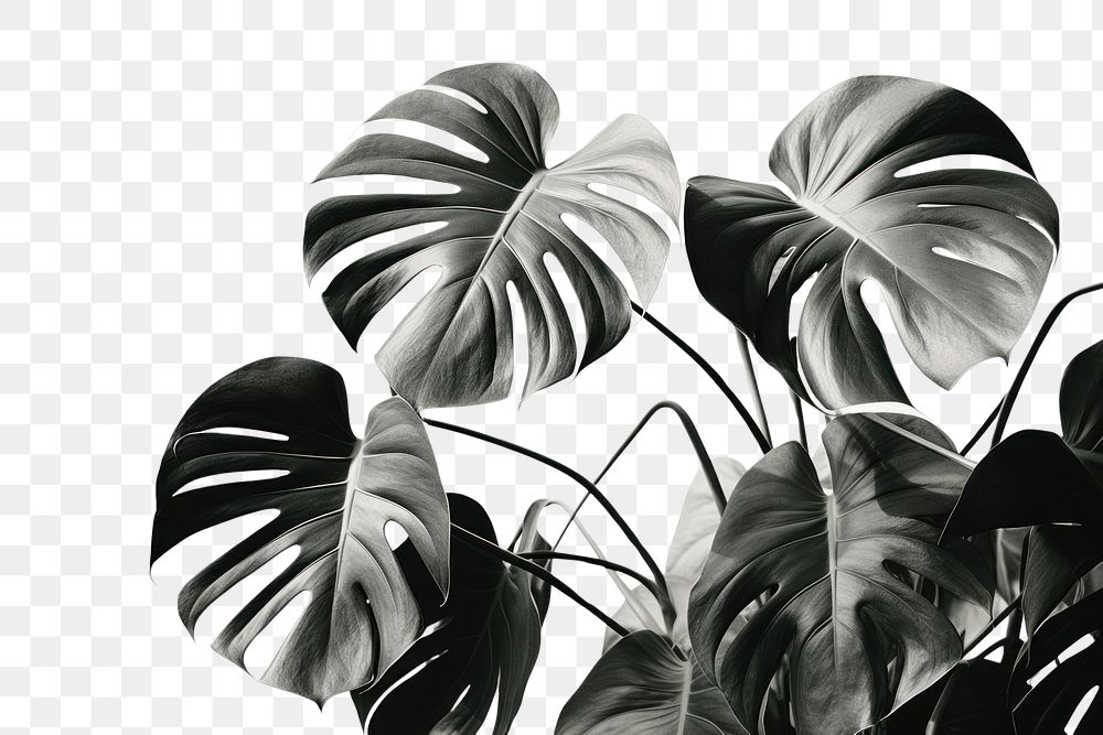 PNG Monstera plant leaf backgrounds. AI generated Image by rawpixel.