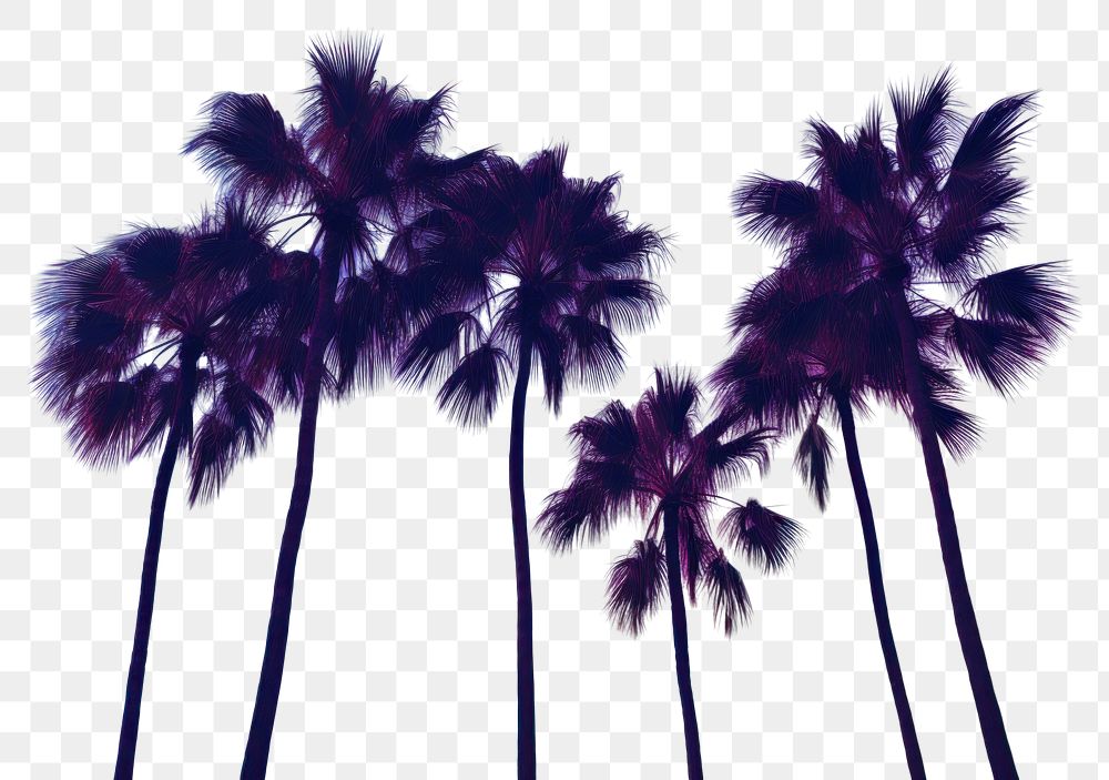 PNG Palm trees silhouette outdoors nature. AI generated Image by rawpixel.