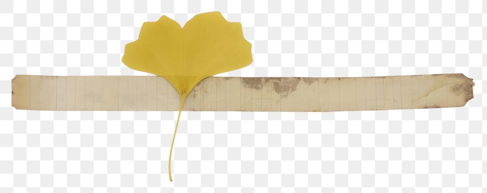 PNG  Yellow ginkgo leaf plant petal white background. AI generated Image by rawpixel.