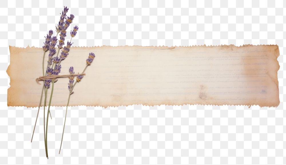 PNG  Dry lavender flower plant old