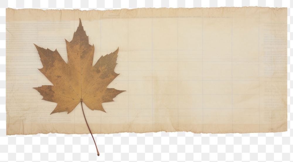 PNG  Maple leaf backgrounds plant old. AI generated Image by rawpixel.