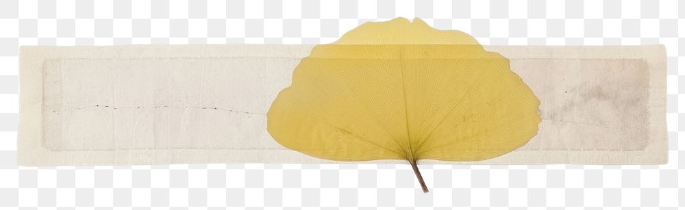 PNG  Yellow ginkgo leaf plant white background blossom. AI generated Image by rawpixel.