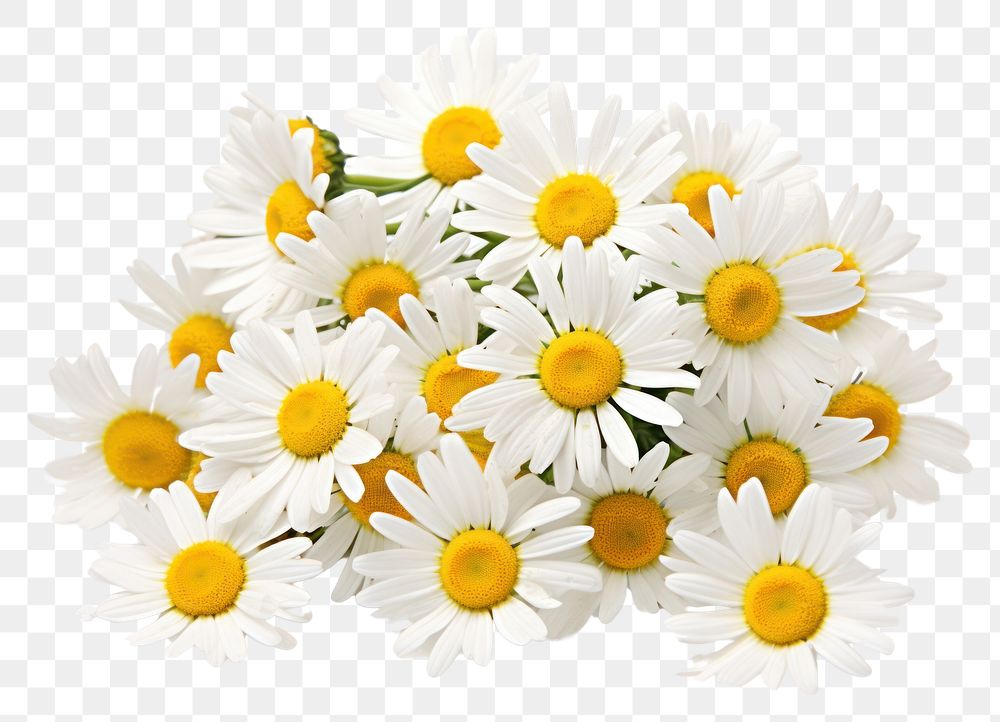 PNG Close-up chamomile flowers daisy petal plant. AI generated Image by rawpixel.