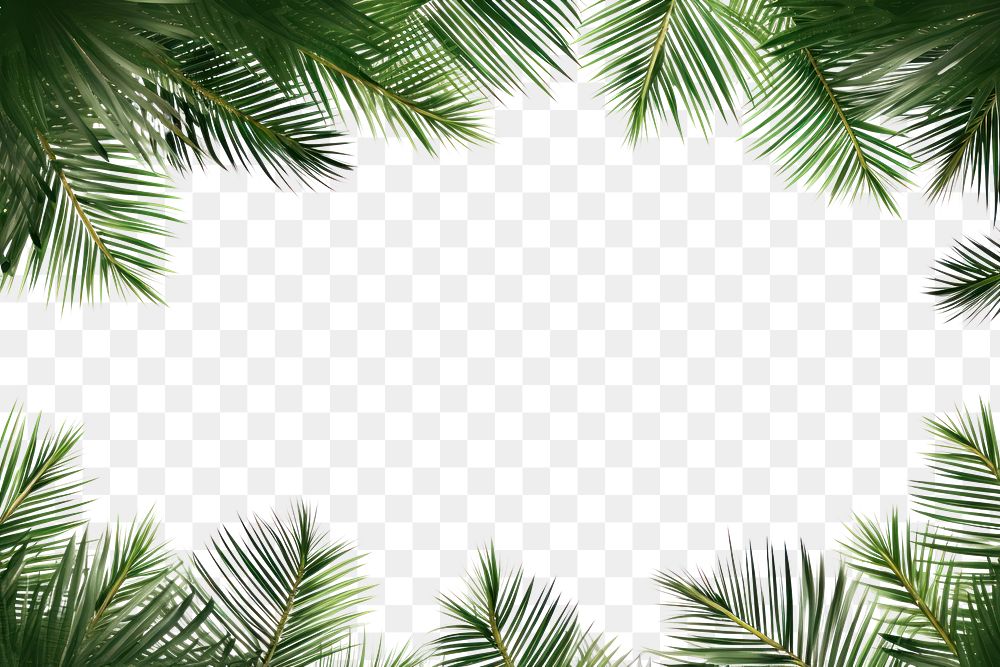 PNG Leaf coconut tree green backgrounds sunlight. AI generated Image by rawpixel.
